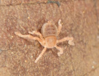Media type: image;   Invertebrate Zoology 136532